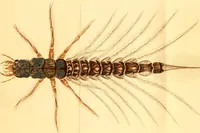 Picture 1 of 22 from Microscopic objects, animal, vegetable and mineral; with instructions for preparing and viewing them (1847), leaf 9