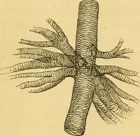 Picture 4 of 22 from Microscopic objects, animal, vegetable and mineral; with instructions for preparing and viewing them (1847), leaf 90