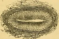 Picture 5 of 22 from Microscopic objects, animal, vegetable and mineral; with instructions for preparing and viewing them (1847), leaf 90