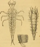 Picture 6 of 22 from Microscopic objects, animal, vegetable and mineral; with instructions for preparing and viewing them (1847), leaf 91