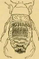 Picture 7 of 22 from Microscopic objects, animal, vegetable and mineral; with instructions for preparing and viewing them (1847), leaf 92