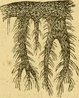 Picture 8 of 22 from Microscopic objects, animal, vegetable and mineral; with instructions for preparing and viewing them (1847), leaf 92