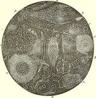 An illustration from The microscopist : a manual of microscopy and compendium of the microscopic science : micro-minerology, micro-chemistry, biology, histology, and pathological histology (1877)