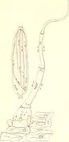 An illustration from The microscopist : a manual of microscopy and compendium of the microscopic science : micro-minerology, micro-chemistry, biology, histology, and pathological histology (1877)