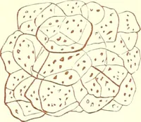 An illustration from The microscopist : a manual of microscopy and compendium of the microscopic science : micro-minerology, micro-chemistry, biology, histology, and pathological histology (1877)