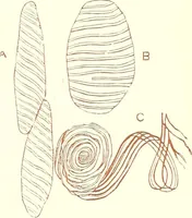 An illustration from The microscopist : a manual of microscopy and compendium of the microscopic science : micro-minerology, micro-chemistry, biology, histology, and pathological histology (1877)