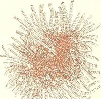 An illustration from The microscopist : a manual of microscopy and compendium of the microscopic science : micro-minerology, micro-chemistry, biology, histology, and pathological histology (1877)
