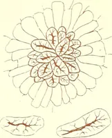 An illustration from The microscopist : a manual of microscopy and compendium of the microscopic science : micro-minerology, micro-chemistry, biology, histology, and pathological histology (1877)