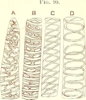 An illustration from The microscopist : a manual of microscopy and compendium of the microscopic science : micro-minerology, micro-chemistry, biology, histology, and pathological histology (1877)
