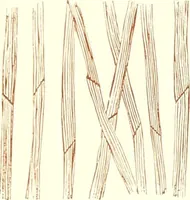 An illustration from The microscopist : a manual of microscopy and compendium of the microscopic science : micro-minerology, micro-chemistry, biology, histology, and pathological histology (1877)