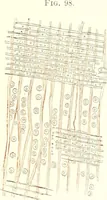 An illustration from The microscopist : a manual of microscopy and compendium of the microscopic science : micro-minerology, micro-chemistry, biology, histology, and pathological histology (1877)