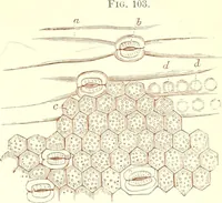 An illustration from The microscopist : a manual of microscopy and compendium of the microscopic science : micro-minerology, micro-chemistry, biology, histology, and pathological histology (1877)