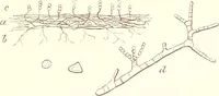 An illustration from The microscopist : a manual of microscopy and compendium of the microscopic science : micro-minerology, micro-chemistry, biology, histology, and pathological histology (1877)