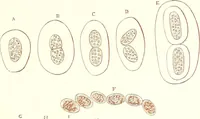 An illustration from The microscopist : a manual of microscopy and compendium of the microscopic science : micro-minerology, micro-chemistry, biology, histology, and pathological histology (1877)