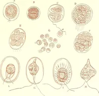An illustration from The microscopist : a manual of microscopy and compendium of the microscopic science : micro-minerology, micro-chemistry, biology, histology, and pathological histology (1877)