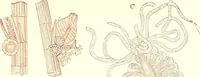 An illustration from The microscopist : a manual of microscopy and compendium of the microscopic science : micro-minerology, micro-chemistry, biology, histology, and pathological histology (1877)