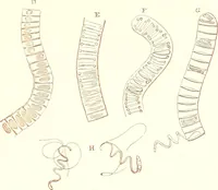 An illustration from The microscopist : a manual of microscopy and compendium of the microscopic science : micro-minerology, micro-chemistry, biology, histology, and pathological histology (1877)