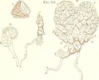 An illustration from The microscopist : a manual of microscopy and compendium of the microscopic science : micro-minerology, micro-chemistry, biology, histology, and pathological histology (1877)