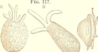 An illustration from The microscopist : a manual of microscopy and compendium of the microscopic science : micro-minerology, micro-chemistry, biology, histology, and pathological histology (1877)