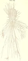 An illustration from The microscopist : a manual of microscopy and compendium of the microscopic science : micro-minerology, micro-chemistry, biology, histology, and pathological histology (1877)