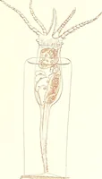 An illustration from The microscopist : a manual of microscopy and compendium of the microscopic science : micro-minerology, micro-chemistry, biology, histology, and pathological histology (1877)