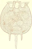 An illustration from The microscopist : a manual of microscopy and compendium of the microscopic science : micro-minerology, micro-chemistry, biology, histology, and pathological histology (1877)