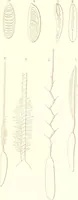 An illustration from The microscopist : a manual of microscopy and compendium of the microscopic science : micro-minerology, micro-chemistry, biology, histology, and pathological histology (1877)