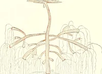 An illustration from The microscopist : a manual of microscopy and compendium of the microscopic science : micro-minerology, micro-chemistry, biology, histology, and pathological histology (1877)