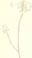 An illustration from The microscopist : a manual of microscopy and compendium of the microscopic science : micro-minerology, micro-chemistry, biology, histology, and pathological histology (1877)