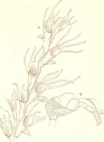 An illustration from The microscopist : a manual of microscopy and compendium of the microscopic science : micro-minerology, micro-chemistry, biology, histology, and pathological histology (1877)