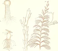 An illustration from The microscopist : a manual of microscopy and compendium of the microscopic science : micro-minerology, micro-chemistry, biology, histology, and pathological histology (1877)