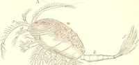 An illustration from The microscopist : a manual of microscopy and compendium of the microscopic science : micro-minerology, micro-chemistry, biology, histology, and pathological histology (1877)
