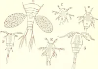 An illustration from The microscopist : a manual of microscopy and compendium of the microscopic science : micro-minerology, micro-chemistry, biology, histology, and pathological histology (1877)