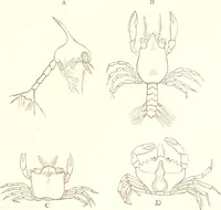 An illustration from The microscopist : a manual of microscopy and compendium of the microscopic science : micro-minerology, micro-chemistry, biology, histology, and pathological histology (1877)