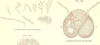 An illustration from The microscopist : a manual of microscopy and compendium of the microscopic science : micro-minerology, micro-chemistry, biology, histology, and pathological histology (1877)