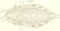 An illustration from The microscopist : a manual of microscopy and compendium of the microscopic science : micro-minerology, micro-chemistry, biology, histology, and pathological histology (1877)