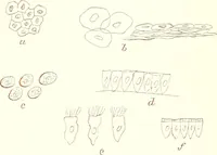 An illustration from The microscopist : a manual of microscopy and compendium of the microscopic science : micro-minerology, micro-chemistry, biology, histology, and pathological histology (1877)