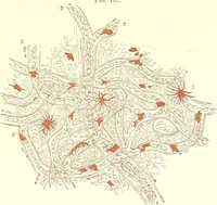 An illustration from The microscopist : a manual of microscopy and compendium of the microscopic science : micro-minerology, micro-chemistry, biology, histology, and pathological histology (1877)
