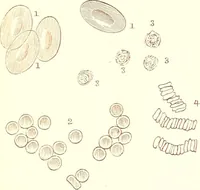 An illustration from The microscopist : a manual of microscopy and compendium of the microscopic science : micro-minerology, micro-chemistry, biology, histology, and pathological histology (1877)