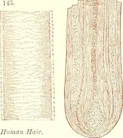 An illustration from The microscopist : a manual of microscopy and compendium of the microscopic science : micro-minerology, micro-chemistry, biology, histology, and pathological histology (1877)