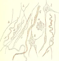 An illustration from The microscopist : a manual of microscopy and compendium of the microscopic science : micro-minerology, micro-chemistry, biology, histology, and pathological histology (1877)