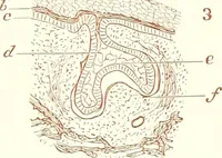 An illustration from The microscopist : a manual of microscopy and compendium of the microscopic science : micro-minerology, micro-chemistry, biology, histology, and pathological histology (1877)