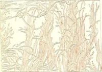 An illustration from The microscopist : a manual of microscopy and compendium of the microscopic science : micro-minerology, micro-chemistry, biology, histology, and pathological histology (1877)