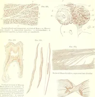 An illustration from The microscopist : a manual of microscopy and compendium of the microscopic science : micro-minerology, micro-chemistry, biology, histology, and pathological histology (1877)