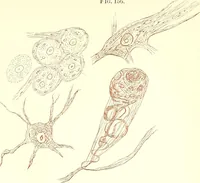 An illustration from The microscopist : a manual of microscopy and compendium of the microscopic science : micro-minerology, micro-chemistry, biology, histology, and pathological histology (1877)