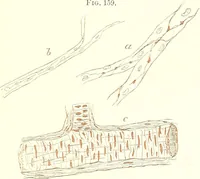 An illustration from The microscopist : a manual of microscopy and compendium of the microscopic science : micro-minerology, micro-chemistry, biology, histology, and pathological histology (1877)