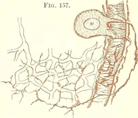 An illustration from The microscopist : a manual of microscopy and compendium of the microscopic science : micro-minerology, micro-chemistry, biology, histology, and pathological histology (1877)