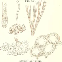 An illustration from The microscopist : a manual of microscopy and compendium of the microscopic science : micro-minerology, micro-chemistry, biology, histology, and pathological histology (1877)