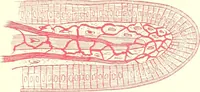 An illustration from The microscopist : a manual of microscopy and compendium of the microscopic science : micro-minerology, micro-chemistry, biology, histology, and pathological histology (1877)