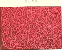 An illustration from The microscopist : a manual of microscopy and compendium of the microscopic science : micro-minerology, micro-chemistry, biology, histology, and pathological histology (1877)